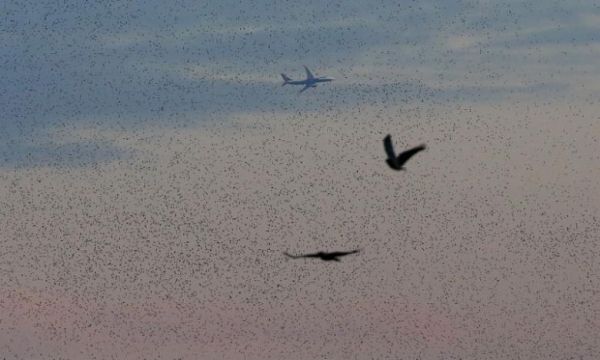 語音早報(bào):達(dá)美航空再曝超售趕客下機(jī)事件401809_ 語音早報(bào):達(dá)美航空再曝超售趕客下機(jī)事件